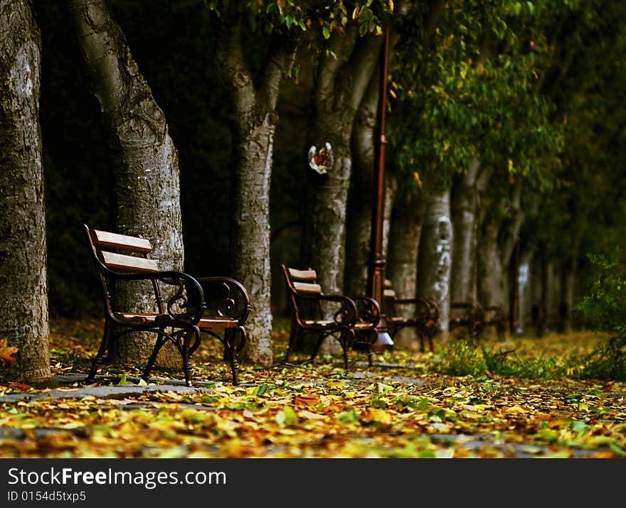 Fall at the park with many yellow leaves around the beches. Fall at the park with many yellow leaves around the beches