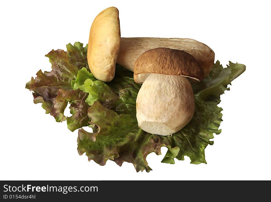 Mushrooms and lettuce isolated on white