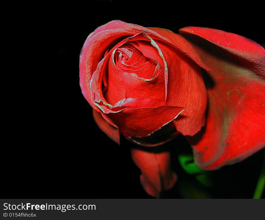 Red rose on black background