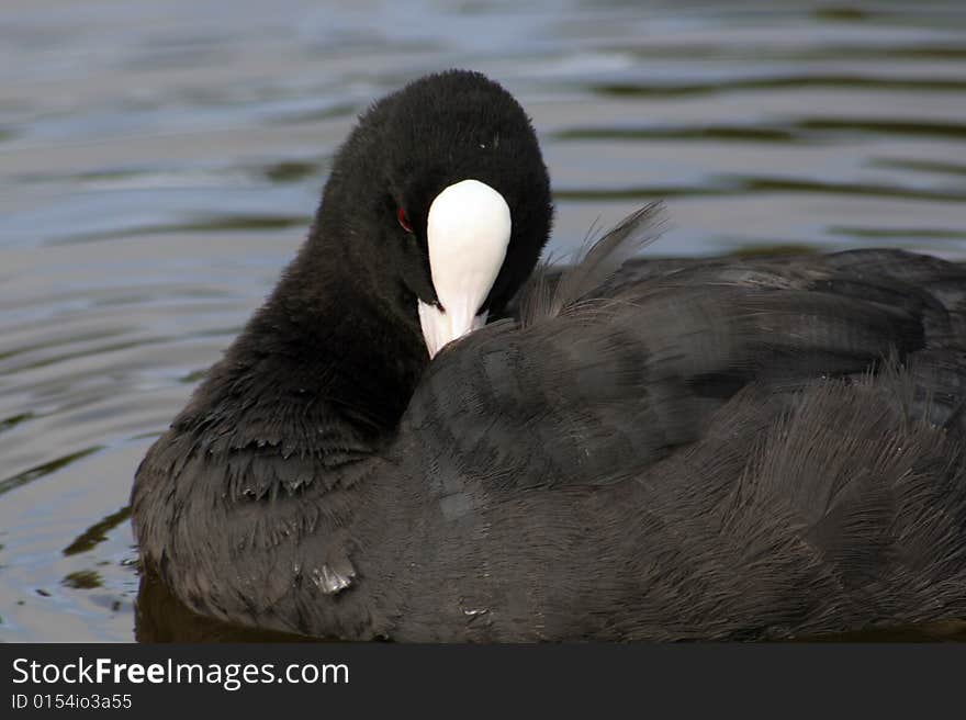 Eurasian Coot, or Fulica atra, on the water. Close up.