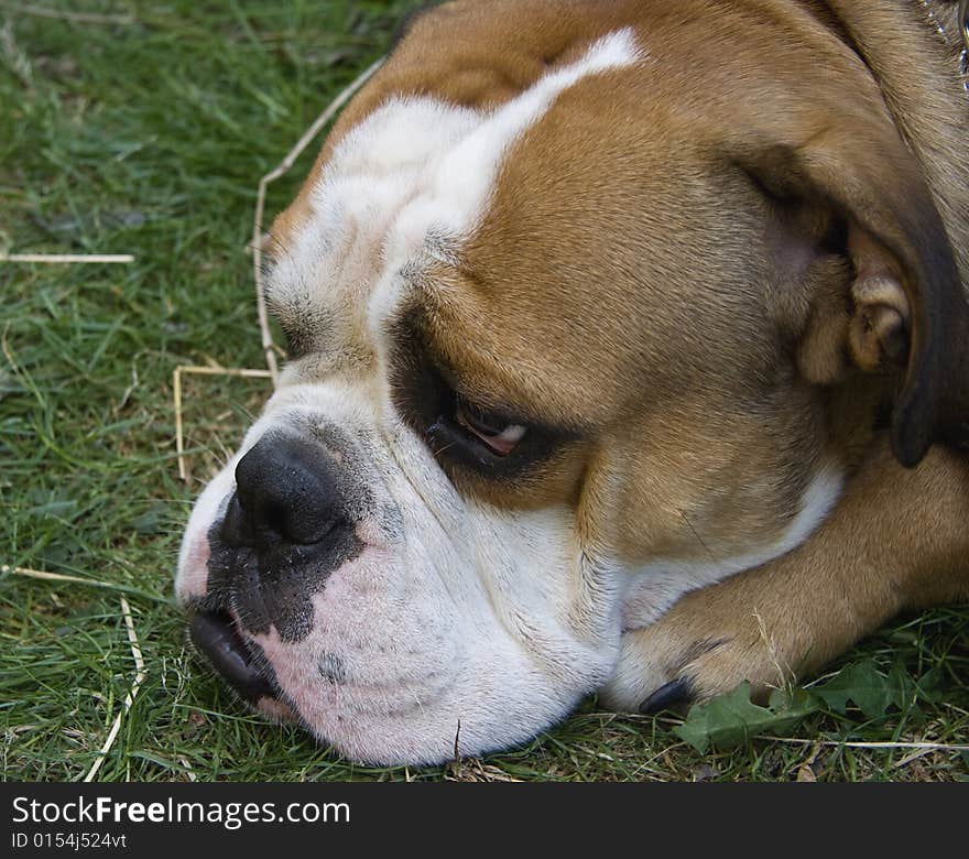 Portrait of an english bulldog resting after a long walk