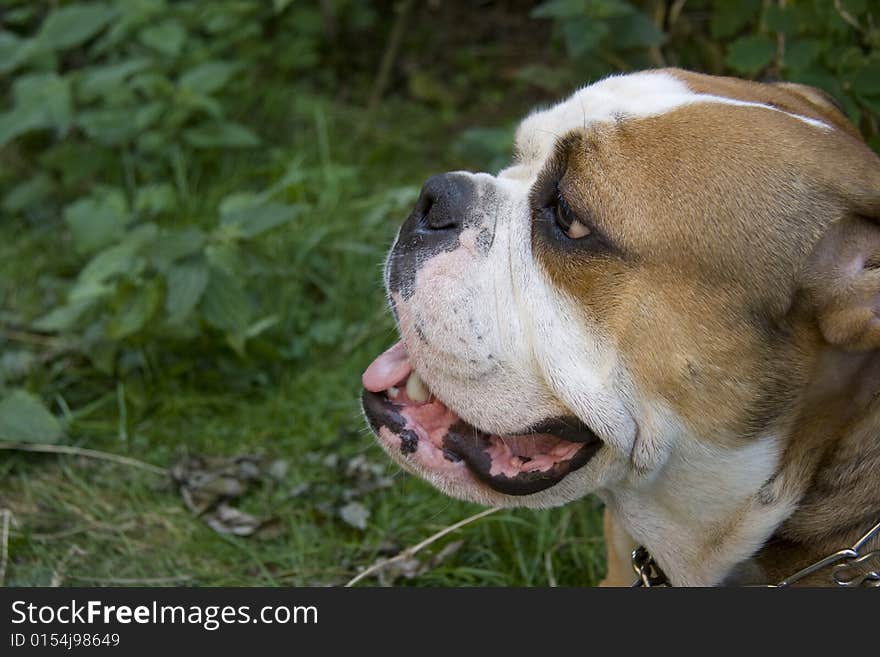 Portrait of an english bulldog resting after a long walk