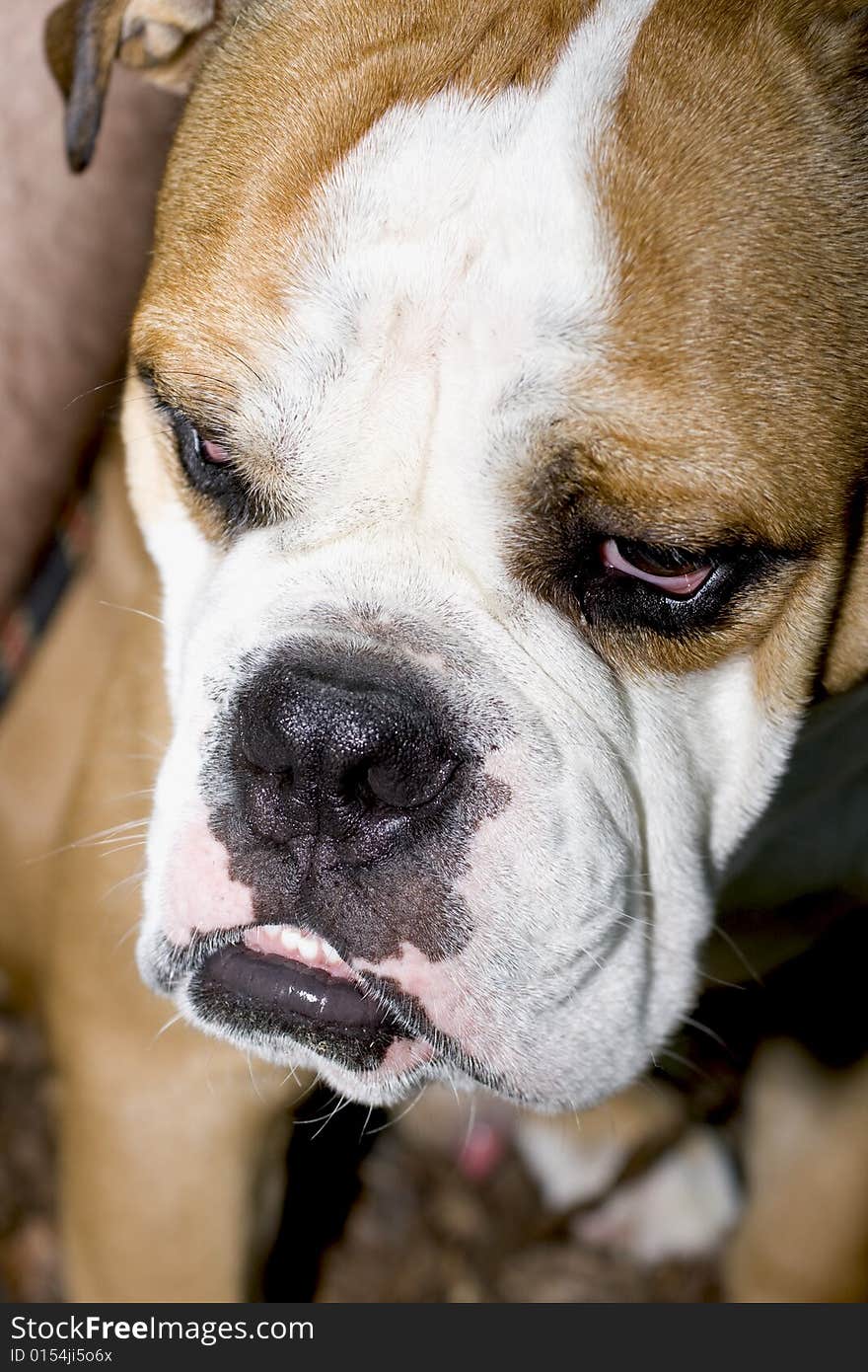 Portrait of an english bulldog resting after a long walk