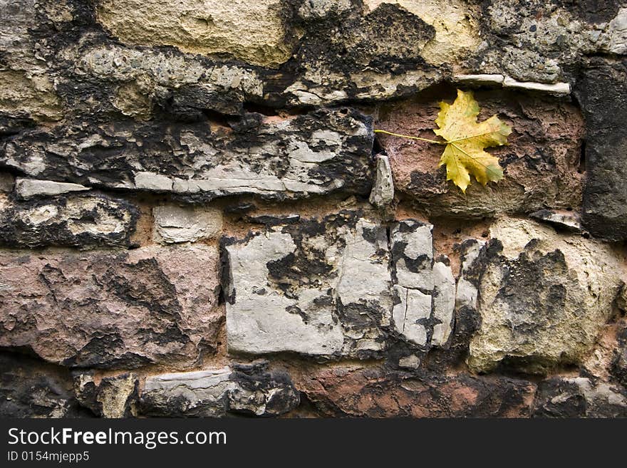 Maple leaf fallen on an old wall