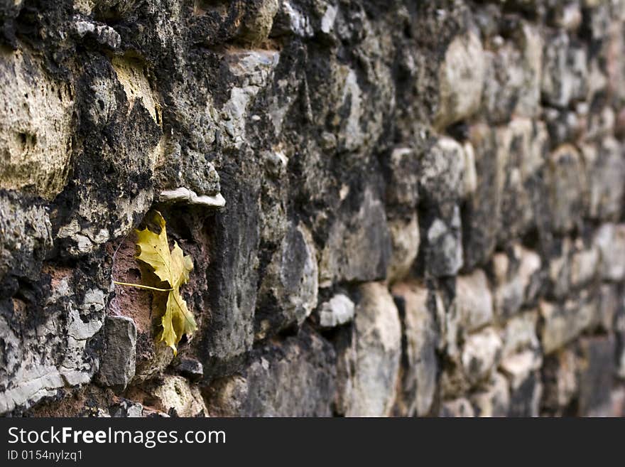 Maple leaf fallen on an old wall