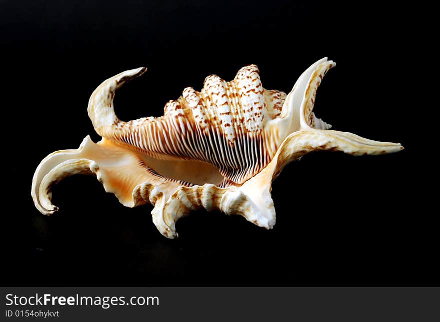 A large seashell on a black background. A large seashell on a black background