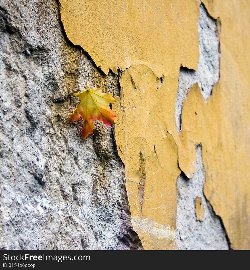 Maple leaf fallen on an old wall