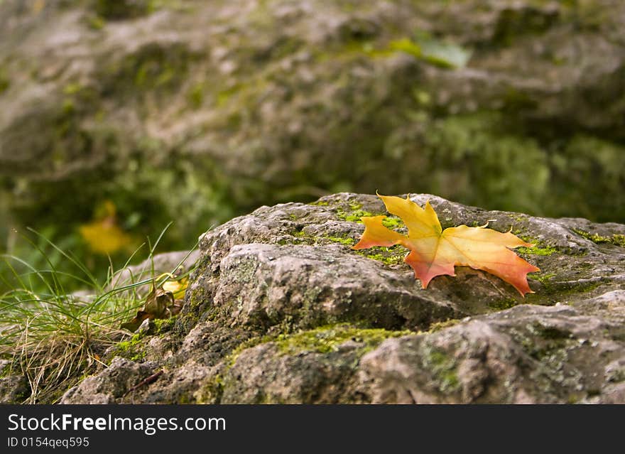 Maple leaf fallen on an old wall