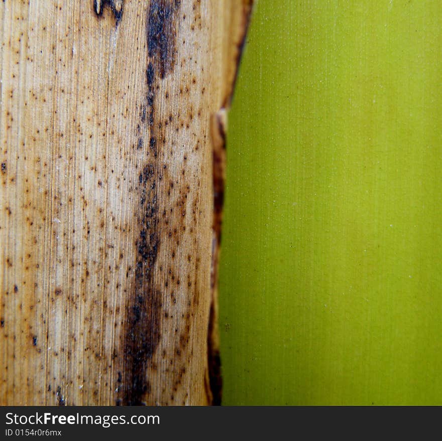 Texture of Banana Bar