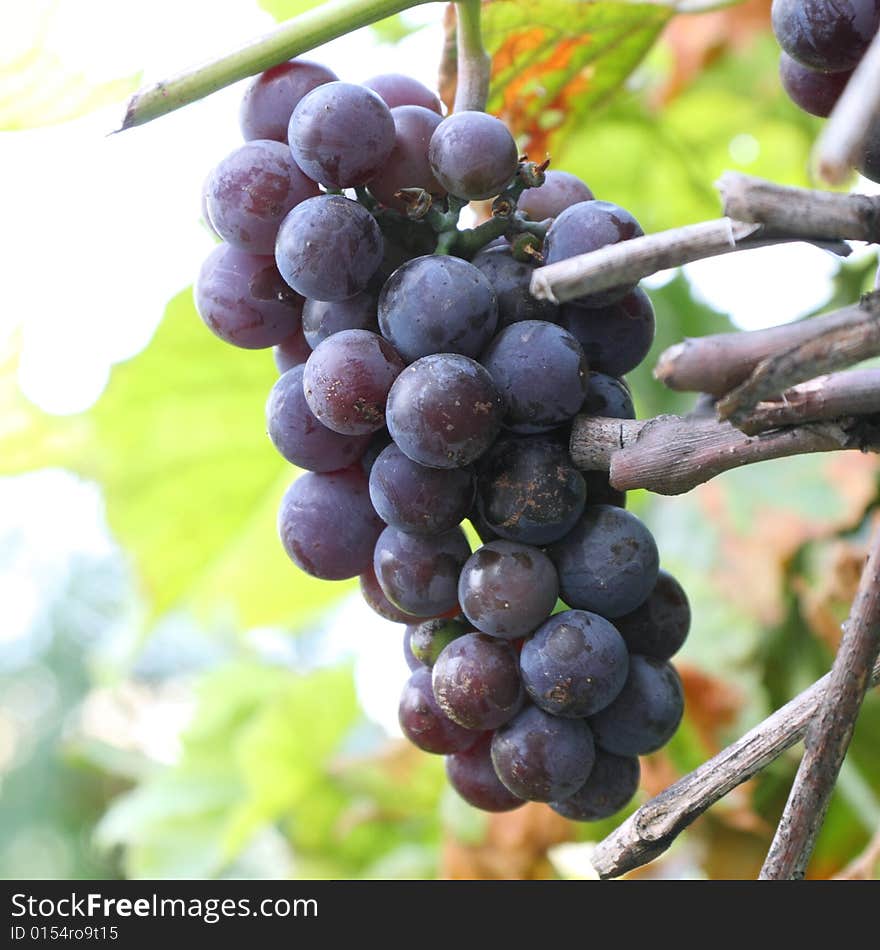 Blue grapes