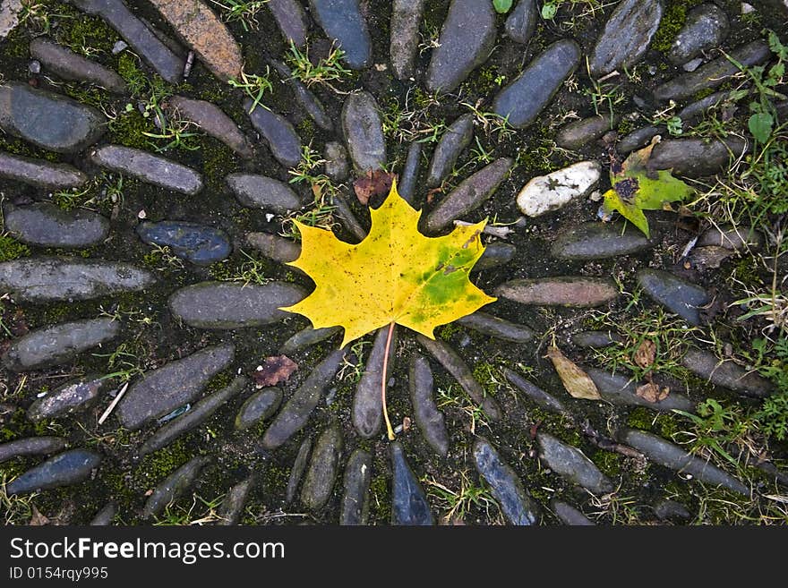 Maple leaf fallen on a Way