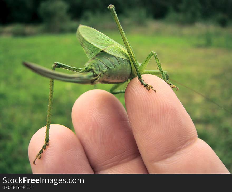 Grasshopper