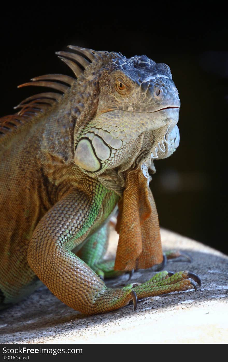 Iguana