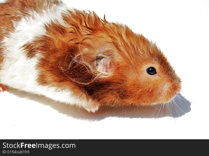 Striped hamster on white background