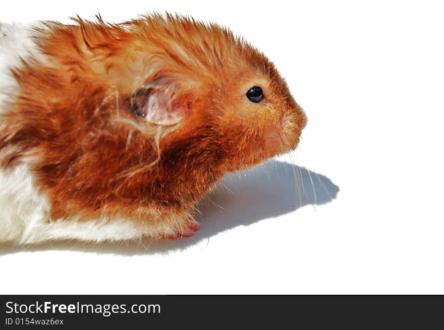 Isolated hamster on white background