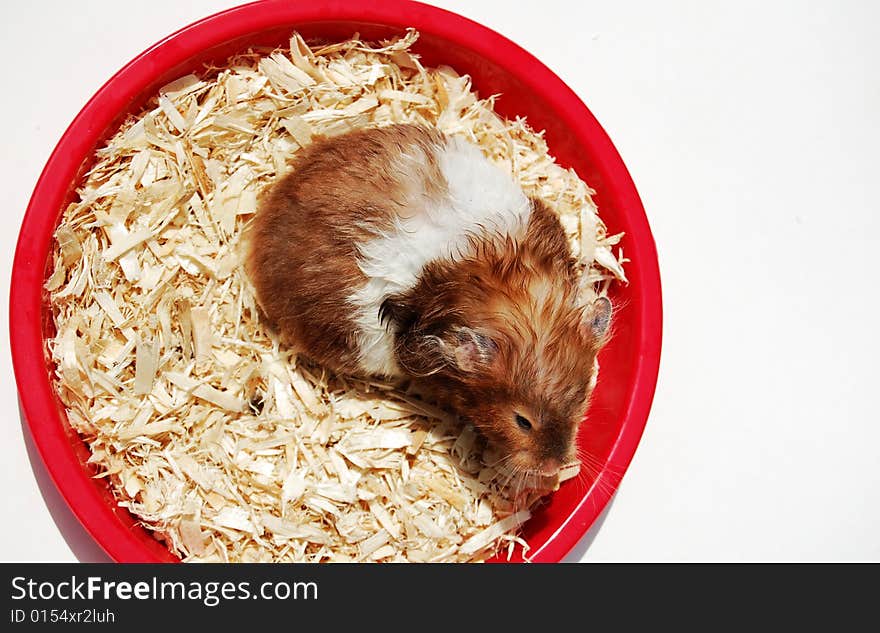 Striped hamster waking up on red plastic plate. Striped hamster waking up on red plastic plate