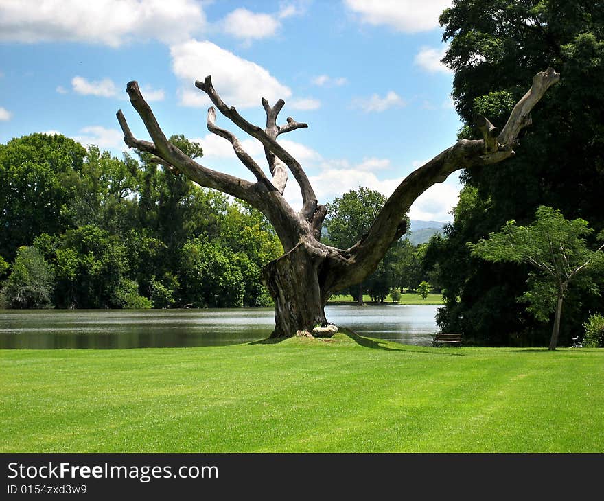 Old wizend tree in park