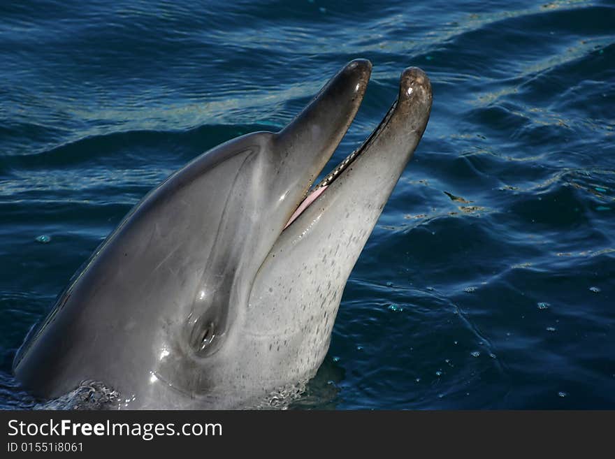 Bottlenose dolphin smiling in blue water