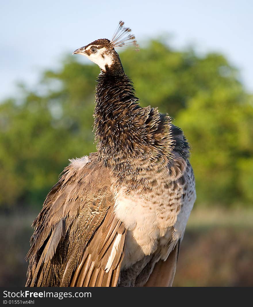 Florida Peacock