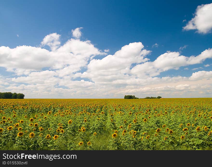 Sunflowers field