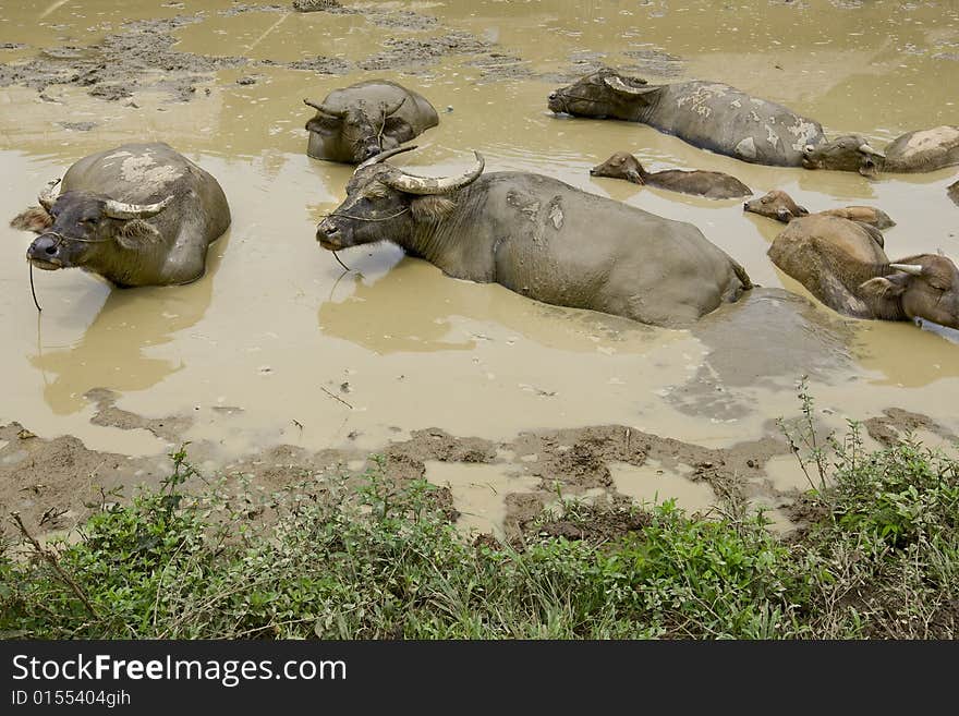 Water buffalo in front of Hmong village, Laos