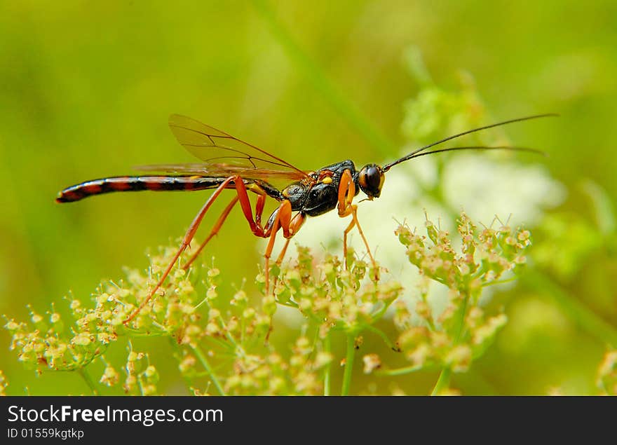 Male wasp on the wight flower with green background