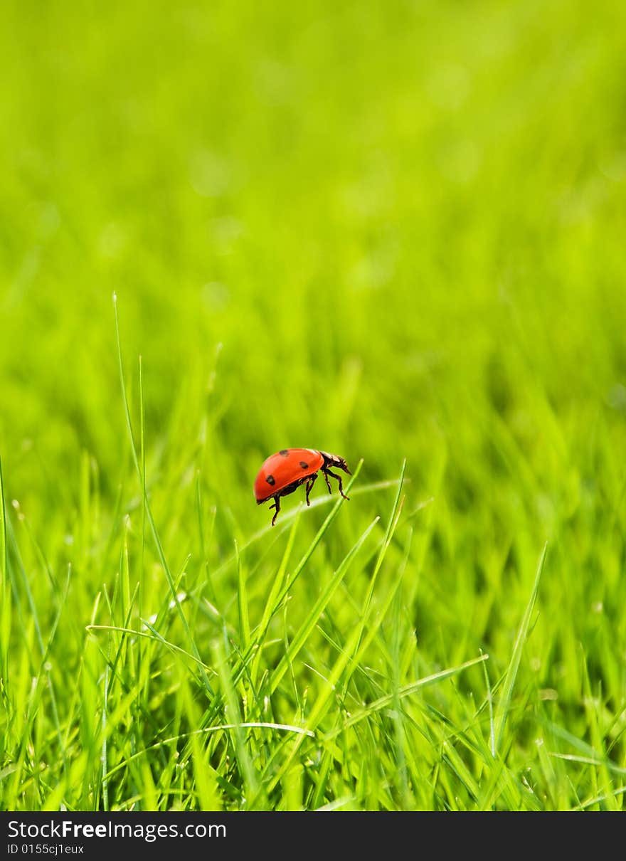 Ladybug sitting on a green grass