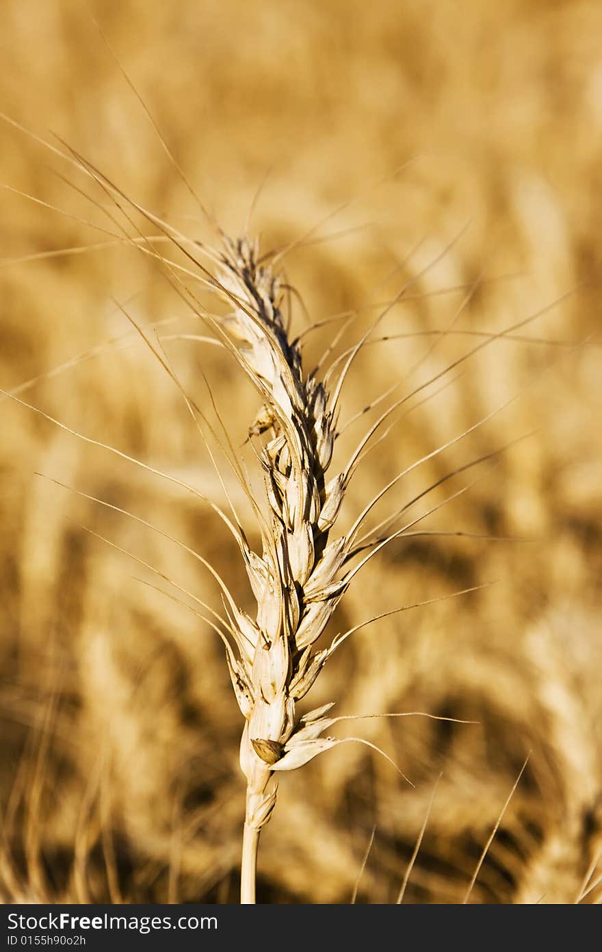 Wheat Closeup