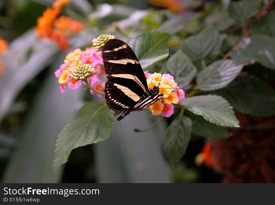 Beautiful butterfly landing on bright colored flowers.