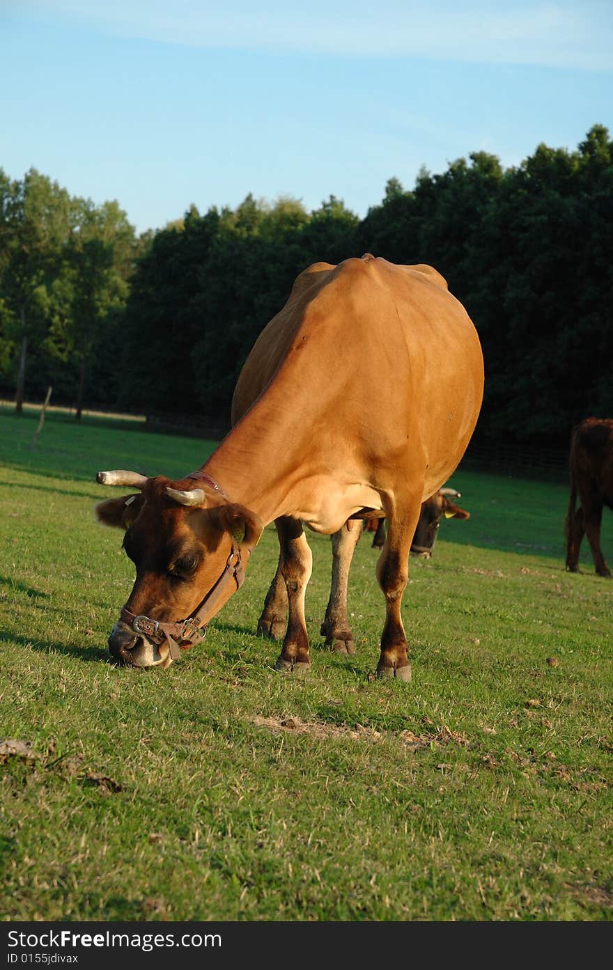 Czech republic landscape with cow