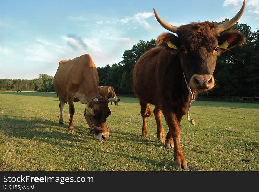 Czech republic landscape with cows