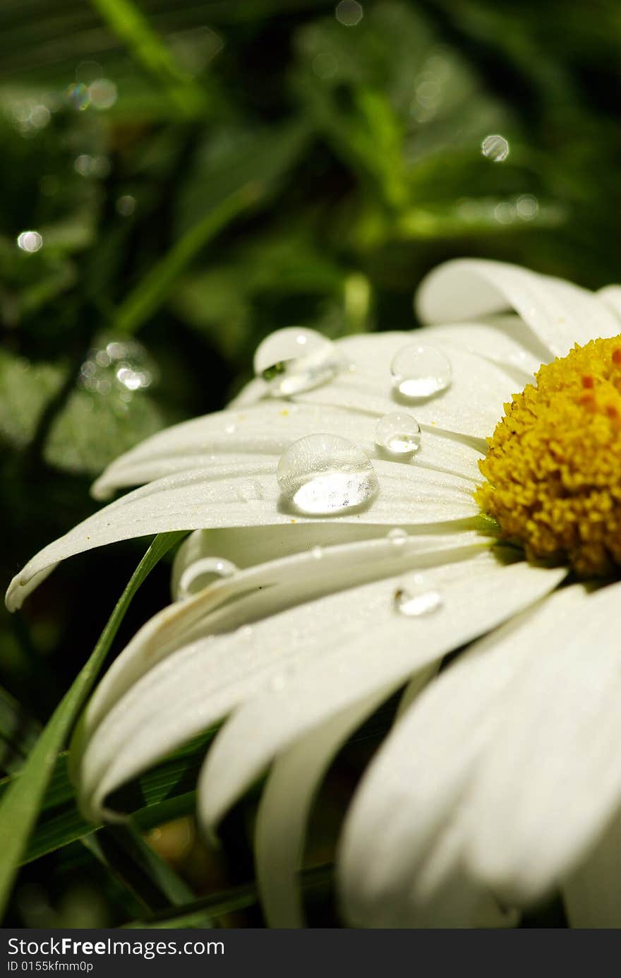 Wild flower in a green mountain field