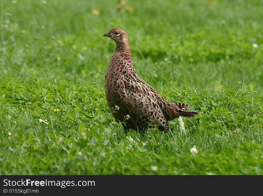 Young Pheasant