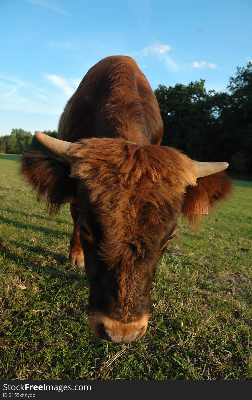 Landscape With Big Head Cow