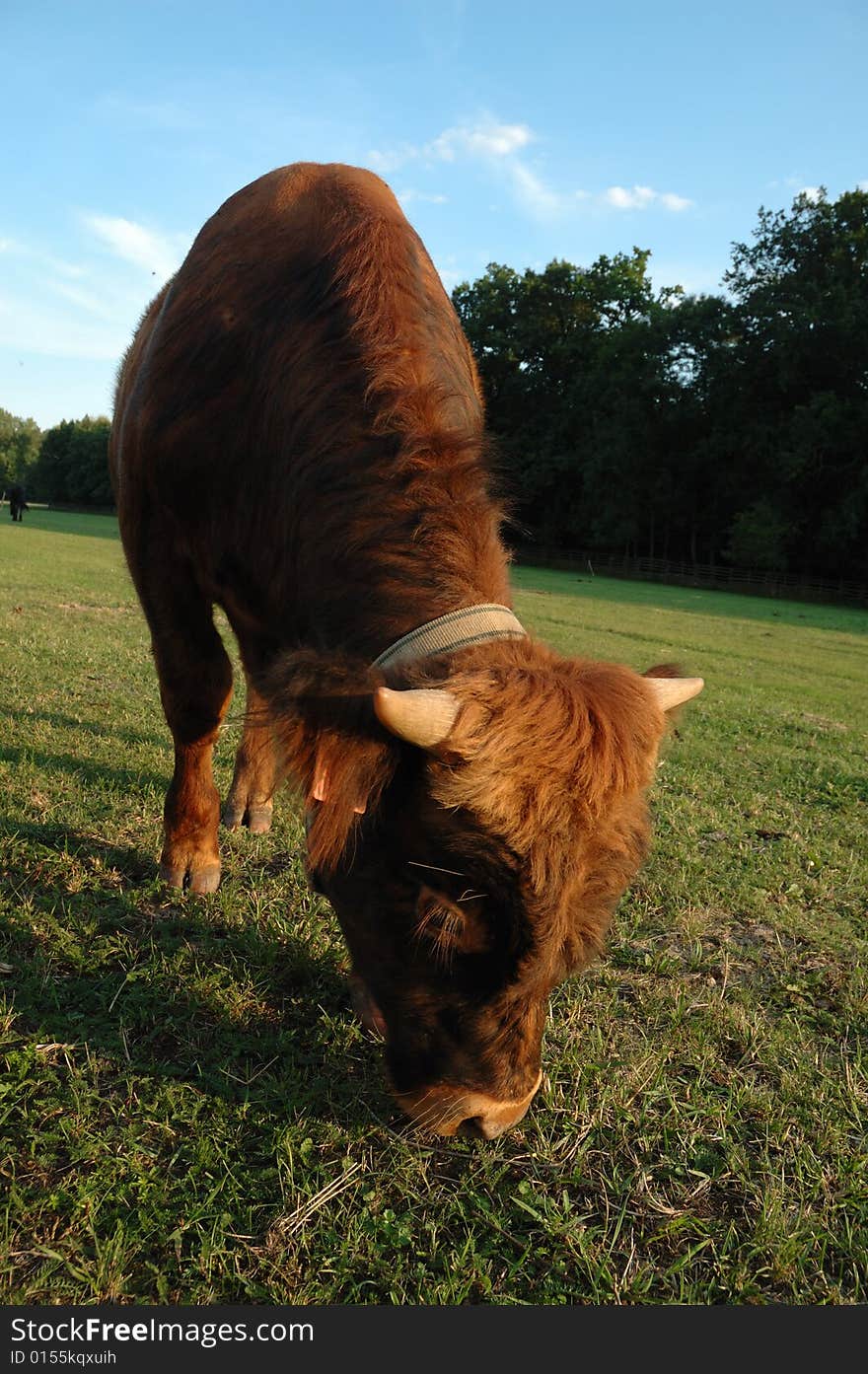 Landscape with big cow