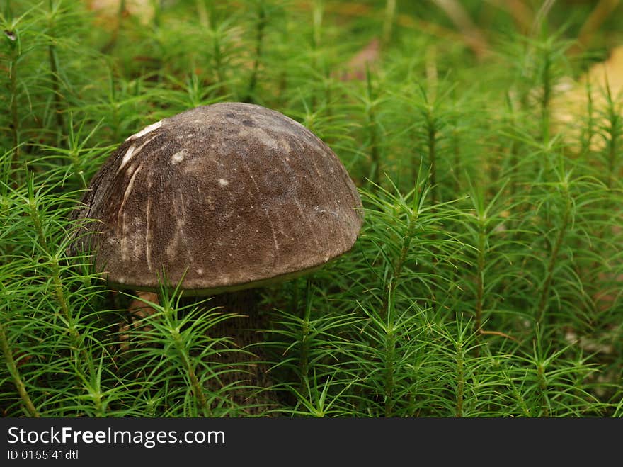 Brown cap boletus in moss