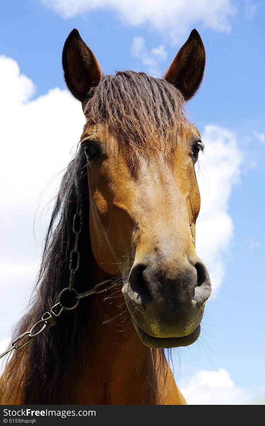 Horse on a background sky