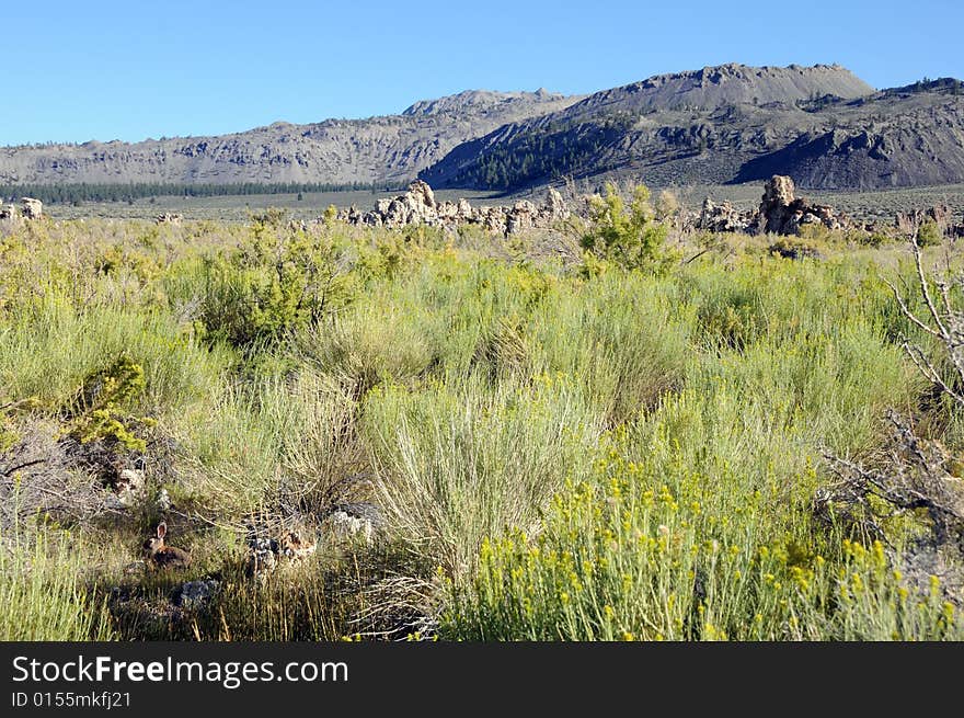 Desert in california with mountains and little rabbit. Desert in california with mountains and little rabbit