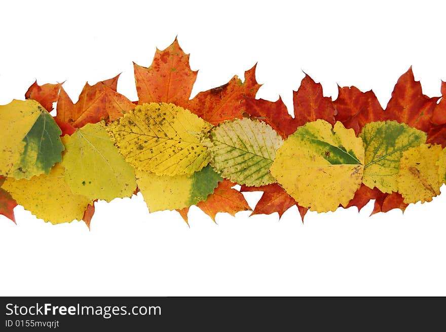 Autumn leaves on white background