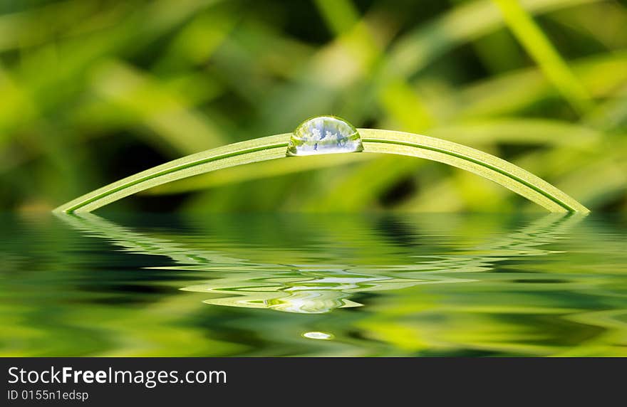 Green grass with raindrops background