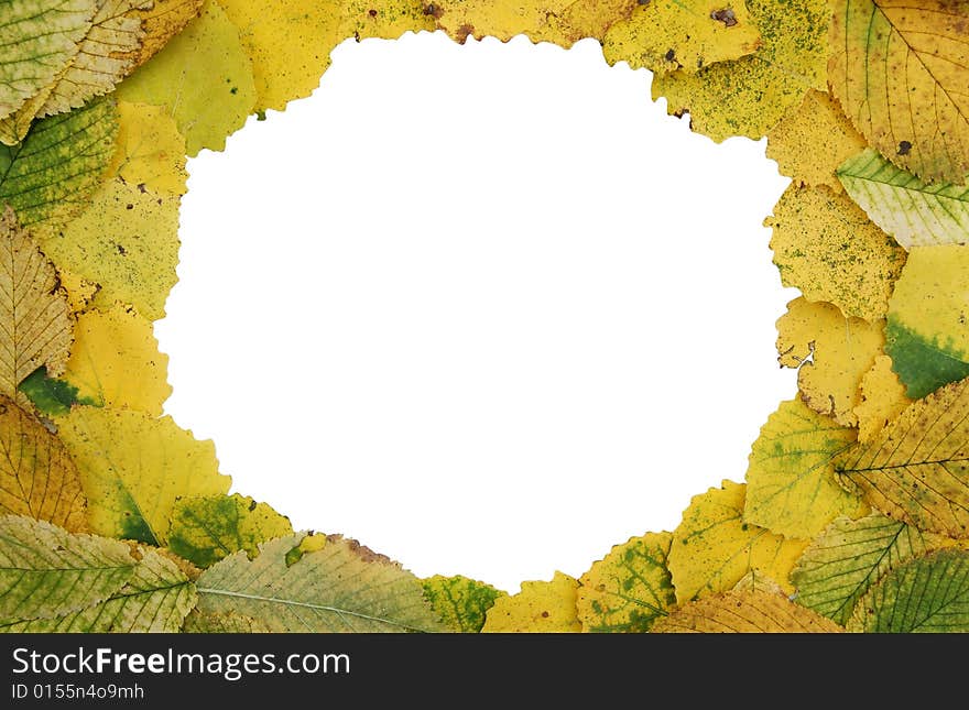 Autumn leaves on white background