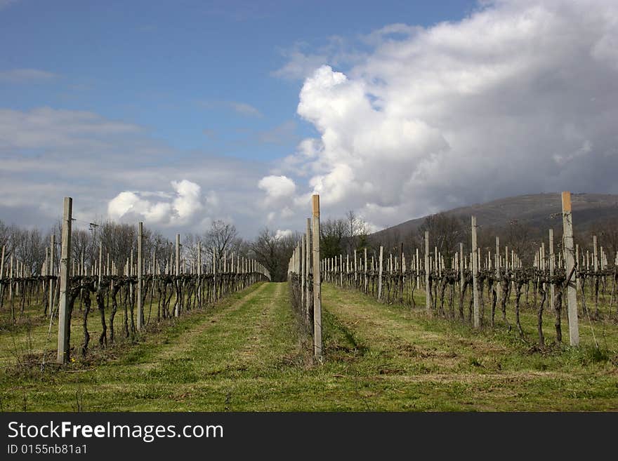 Winery In Tuscany