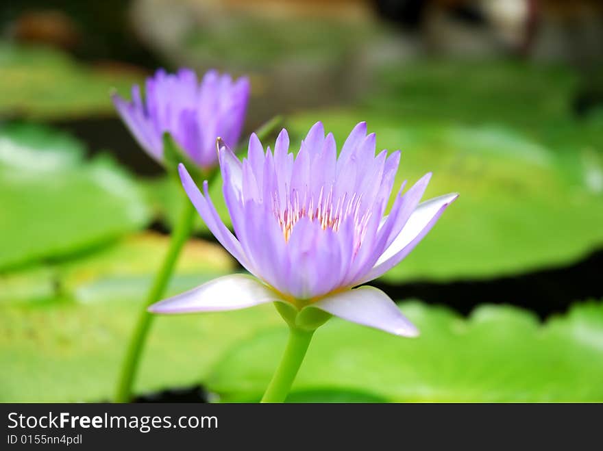 Two beautiful violet water lily (lotus)