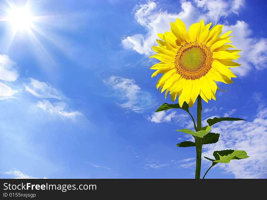 Field of flowers of sunflowers