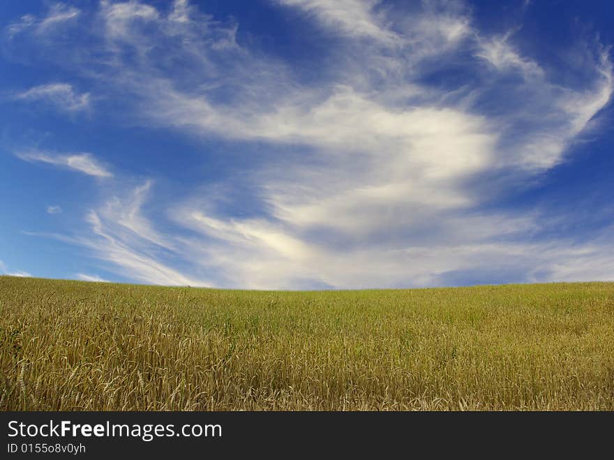 Ears of wheat on a background sky. Ears of wheat on a background sky