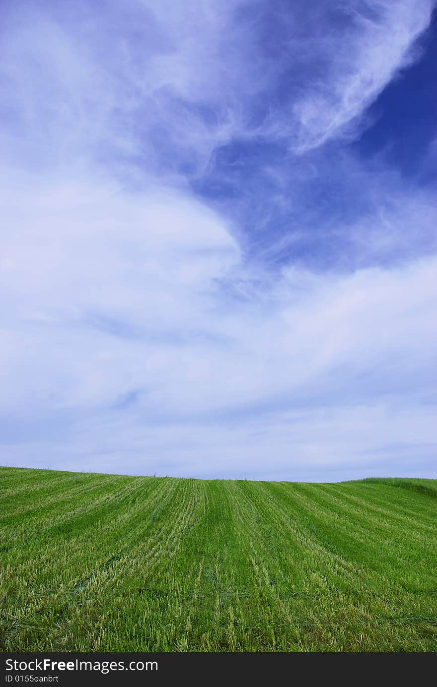 Ears of wheat on a background sky. Ears of wheat on a background sky