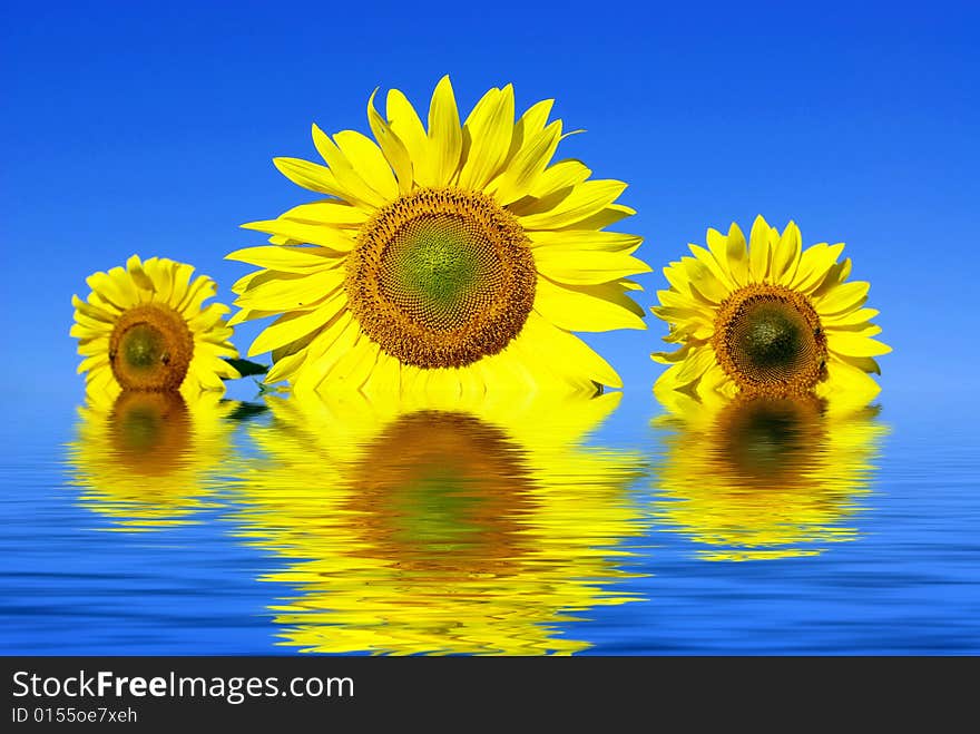 Field of flowers of sunflowers