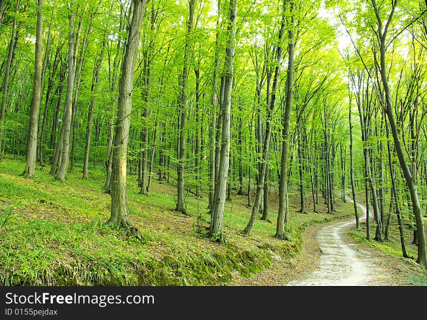 A rural road through a forest full of trees.