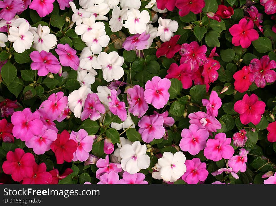 Flowers as a Background