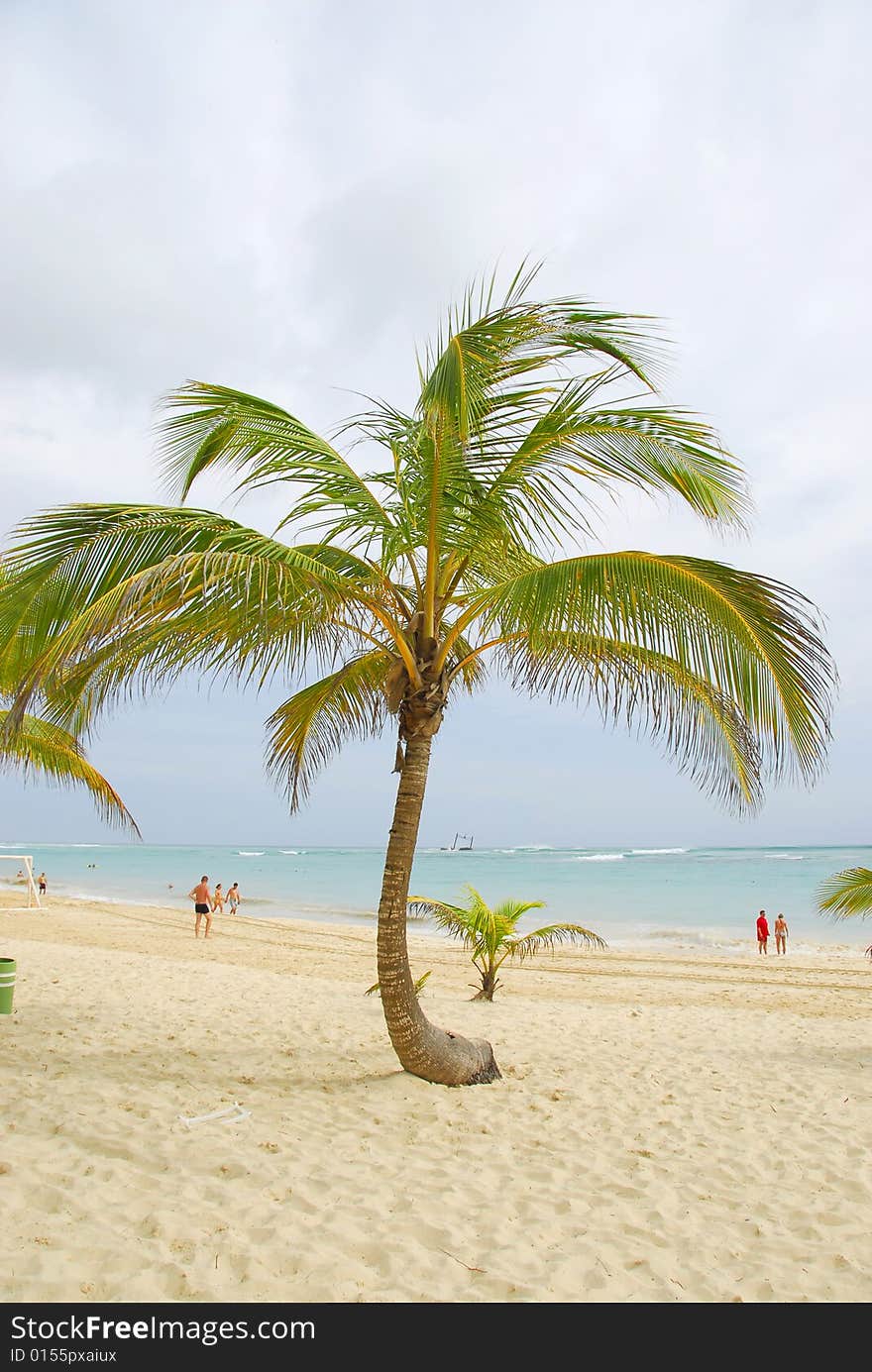 Tropical careibas, Bavaro Beach in Punta Cana, Dominican republic